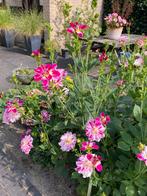 Dahlia tricolor fuchsia roze drie soorten bloemen, Tuin en Terras, Planten | Tuinplanten, Ophalen, Zomer, Overige soorten, Volle zon