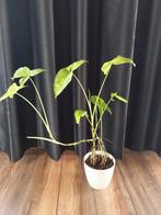 Syngonium 'Goosefoot' Kamerplant, Huis en Inrichting, Kamerplanten, Overige soorten, In pot, Minder dan 100 cm, Groene kamerplant