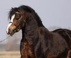 Welsh - sectie a - hengst - 118, Dieren en Toebehoren, Pony's, Gechipt, Niet van toepassing, Hengst, 3 tot 6 jaar