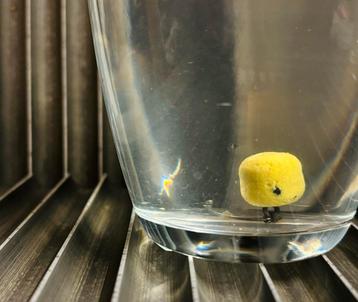 Mainline special : Pineapple wafters 14x12mm beschikbaar voor biedingen