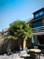 Meerstammige Trachycarpus fortunei - Winterharde Palmbomen, 100 tot 250 cm, Zomer, Palmboom, Ophalen