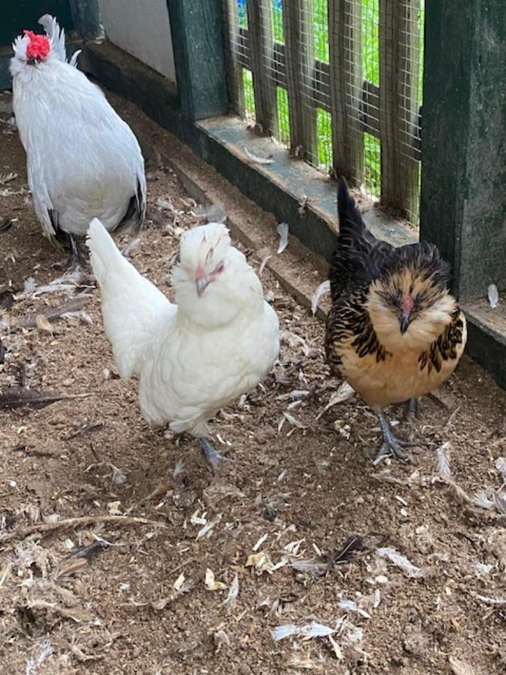 4 hennen watermaalse baardkriel, Dieren en Toebehoren, Pluimvee, Kip, Vrouwelijk
