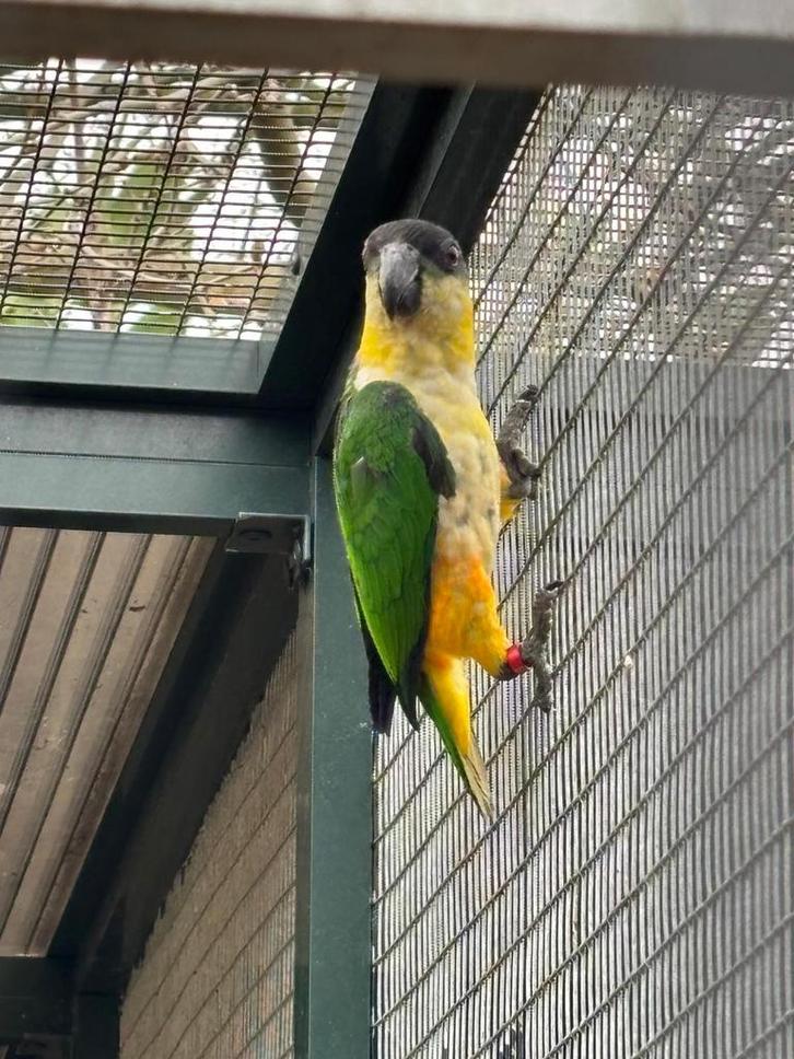 Zwartkop caique, Dieren en Toebehoren, Vogels | Parkieten en Papegaaien, Papegaai, Mannelijk, Geringd