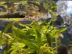 Endler guppen, Dieren en Toebehoren, Vissen | Aquariumvissen, Vis