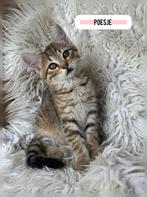 Siberische boskat kittens, Meerdere dieren, Ontwormd