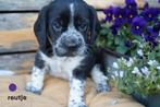 Stoere bocker (beagle x cocker spaniel) pups., Dieren en Toebehoren, Honden | Chihuahua's en Gezelschapshonden, Nederland, Overige rassen