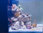 Aquarent/ zeeaquarium/ Blue Marin Reef 60/ aquarium, Dieren en Toebehoren, Vissen | Aquariumvissen, Vis