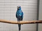 Koppel blauwe barnards, Dieren en Toebehoren, Meerdere dieren, Parkiet, Geringd
