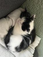 2 kittens 8 weken mannetje en vrouwtje, Dieren en Toebehoren, Katten en Kittens | Raskatten | Korthaar, Poes, Ontwormd, 0 tot 2 jaar