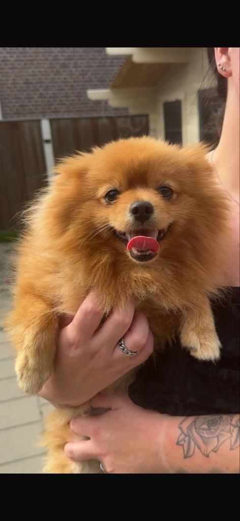 pompiraan, Dieren en Toebehoren, Honden | Chihuahua's en Gezelschapshonden, Teef, Overige rassen, Particulier, Meerdere, Nederland