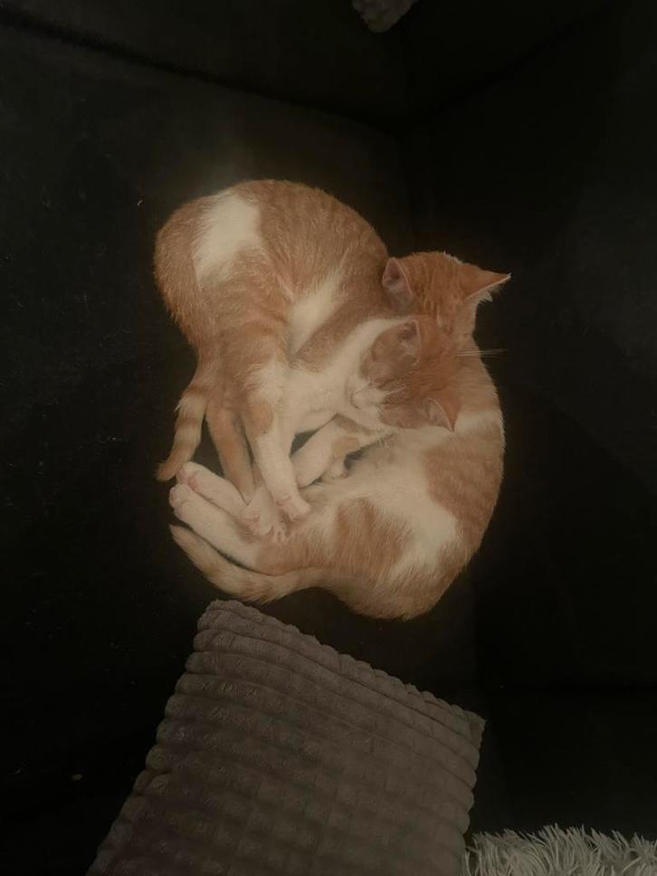 laatste 2 kittens en 2 oudere katten, Dieren en Toebehoren, Katten en Kittens | Raskatten | Korthaar, Kater, 0 tot 2 jaar