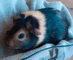 Cavia beertje (maand oud), Cavia, Mannelijk, Tam, Oktober