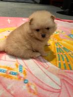 Pomeriaan teefje, Keeshond, Teef, Eén hond, Nederland