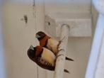 Zeer mooi koppel bruinborst rietvinken, Dieren en Toebehoren, Meerdere dieren, Tropenvogel, Geringd