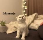 Super Lieve & Gezonde Britse Korthaar Kittens, Dieren en Toebehoren, Katten en Kittens | Raskatten | Korthaar, Meerdere dieren