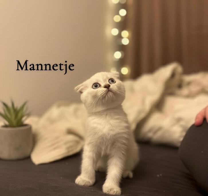 Super Lieve & Gezonde Britse Korthaar Kittens, Dieren en Toebehoren, Katten en Kittens | Raskatten | Korthaar, Meerdere dieren