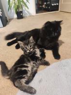 Maine Coon &Turkish Angora, Dieren en Toebehoren, Kater