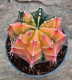 Cactus Gymnocalycium Mihanovichii p7 (F), Ophalen of Verzenden, Cactus, Volle zon, Minder dan 100 cm