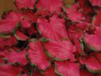 Caladium Cherry Tart knol, Halfschaduw, Knol, Ophalen of Verzenden, Voorjaar