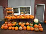 Verse Pompoenen te Koop!, Tuin en Terras, Planten | Tuinplanten, Volle zon, Groenteplanten, Eenjarig, Ophalen of Verzenden