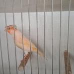 Kanaries, Dieren en Toebehoren, Vogels | Kanaries, Mannelijk, Kleurkanarie