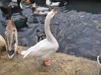 Boeren witte ganzen | Deskundig advies, Dieren en Toebehoren, Pluimvee, Meerdere dieren, Gans of Zwaan