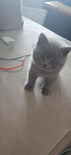 Britse korthaar kittens 100% raszuiver *nog 1 beschikbaar *, Meerdere dieren, Ontwormd
