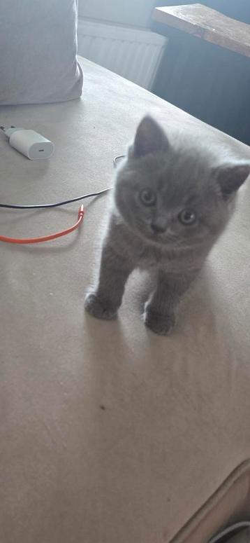 Britse korthaar kittens 100% raszuiver *nog 1 beschikbaar * beschikbaar voor biedingen