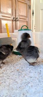 Drie kippen kuikens, week oud, Geslacht onbekend, Kip