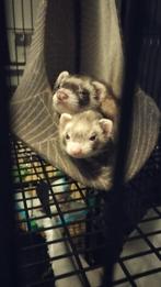 Fretjes, Dieren en Toebehoren, Augustus, Fret, Vrouwelijk, Tam