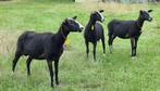 Zwartbles Ooi- en Ramlammeren, Dieren en Toebehoren, Schapen, Geiten en Varkens, Meerdere dieren, Schaap