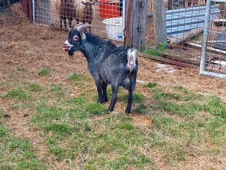Dwergbokken blauwschimmel  black en tan  isabel, Dieren en Toebehoren, Schapen, Geiten en Varkens, Geit