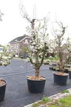 Prachtige 40-jarige Gieser Wildeman in Zuid-Holland, Tuin en Terras, Planten | Fruitbomen, Lente, Volle zon, Perenboom, 250 tot 400 cm