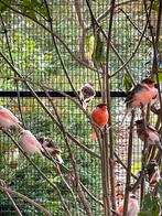 Prachtige harlekijn kanaries uit buitenverblijf broed 2025, Meerdere dieren