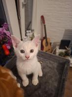 1 witte prachtige katter uit Breda., Dieren en Toebehoren, Katten en Kittens | Overige Katten, Kater, Kortharig