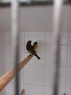 Zwartkopsijzen 2025., Dieren en Toebehoren, Meerdere dieren