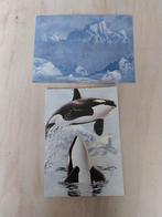 Mooie ansicht kaart met envelop 2 spelende orca's NIEUW, Verzamelen, Ansichtkaarten | Dieren, Ophalen of Verzenden, 1980 tot heden