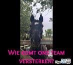 Vrijwilligerswerk aangeboden, werken tussen de paarden!, Vacatures, Starter, Overige vormen, Overige uren, Overige niveaus