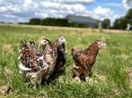Jonge tamme Brahma kippen hennen gesekst en ingeënt, Vrouwelijk, Kip