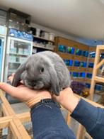 Te koop lieve jonge Nederlandse dwerghangoor konijntjes, Dieren en Toebehoren, Meerdere dieren, Dwerg, Hangoor, 0 tot 2 jaar