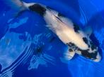 Shiro utsuri te koop., Dieren en Toebehoren, Vissen | Vijvervissen, Karper of Koi