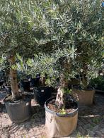 Olea europeana 250 cm dikke stam, Tuin en Terras, Planten | Bomen, 100 tot 250 cm, Olijfboom, Zomer, Ophalen