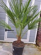 Prachtige palmboom! Chamaerops Humilis, Zomer, Volle zon, Ophalen, Palmboom