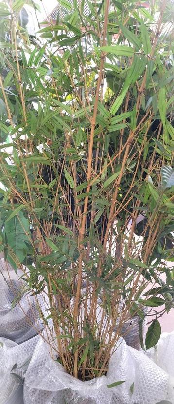Grote kunstplant bamboe in pot beschikbaar voor biedingen
