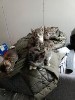 Nestje kittens ( mogen weg per 18 augustus.), Dieren en Toebehoren, Katten en Kittens | Overige Katten, Meerdere dieren