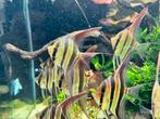 Leuk groepje wildvang altum vichada, Dieren en Toebehoren, Vissen | Aquariumvissen, Vis
