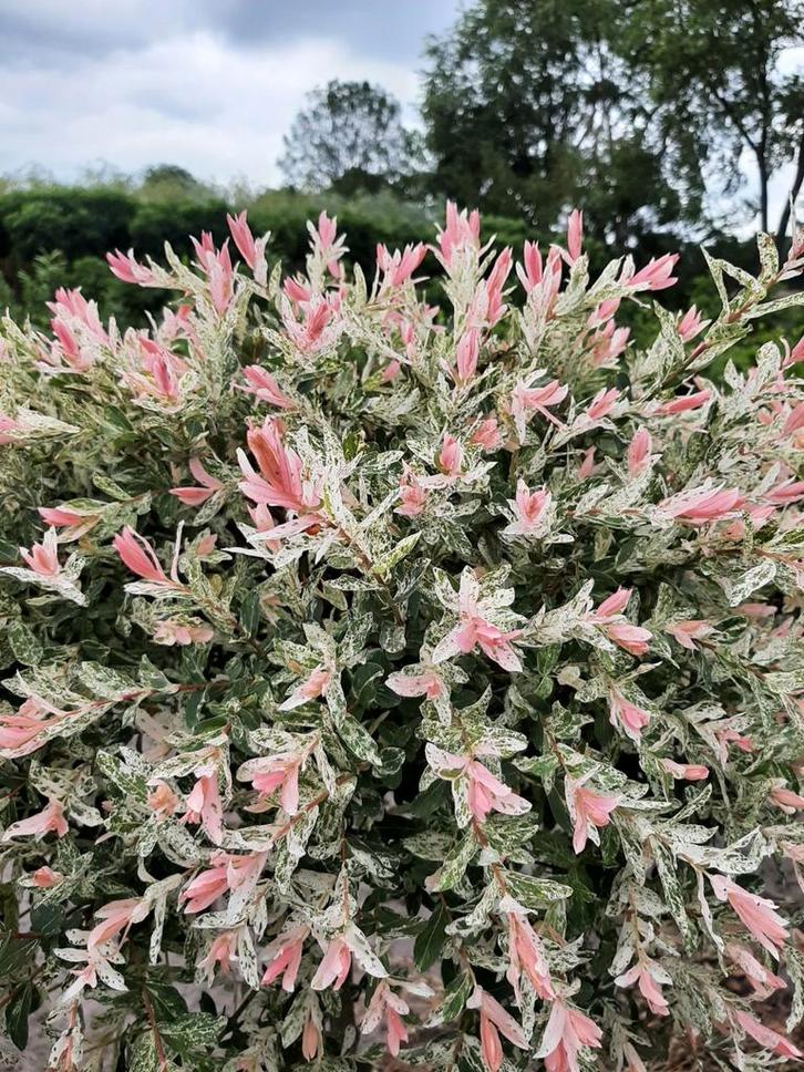 Bonte wilg,Salix Hakuro Nishiki, treurkatjes, Tuin en Terras, Planten | Struiken en Hagen, Laurier, Ophalen