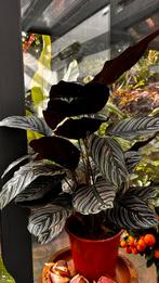 Calathea Ornata - Prachtige kamerplant!, Vaste plant, Bloeit niet, Halfschaduw, Ophalen