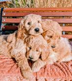 Nestje Goldendoodle pups, Dieren en Toebehoren, Honden | Retrievers, Spaniëls en Waterhonden, Overige rassen, 8 tot 15 weken, Parvo