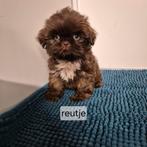 lieve mooie raszuivere choco shih tzu pups, Dieren en Toebehoren, Overige rassen, 8 tot 15 weken, Meerdere, Meerdere dieren